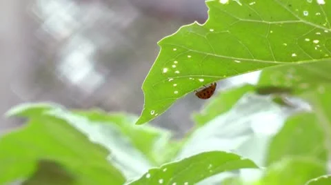 Lady-beetle on leaf Stock Footage 10577937