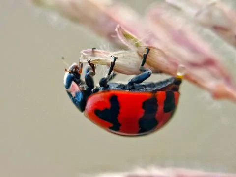 Lady beetle Stock Photos