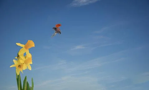 Lady bird in flight Stock Photos