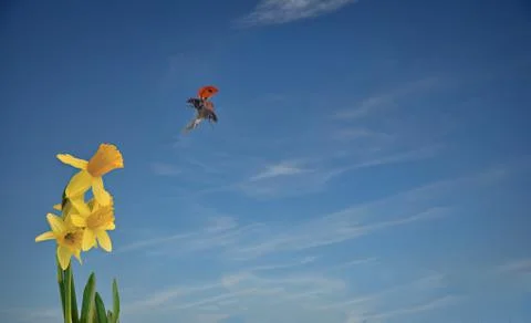 Lady bird in flight Stock Photos