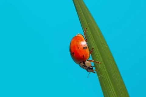 Lady bird on the grass blade. Stock Photos