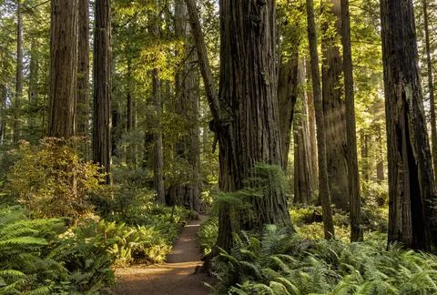 Lady Bird Johnson Grove Loop Sunlit Trail Stock Photos
