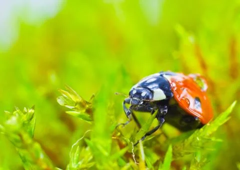 Lady bird Stock Photos