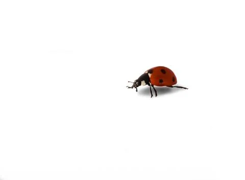 Lady bird Stock Photos