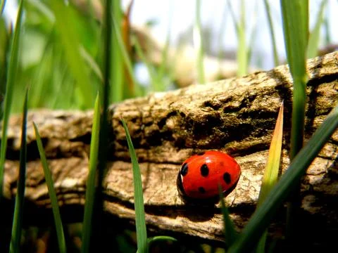 Lady Bird 스톡 사진