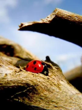 Lady Bird 스톡 사진