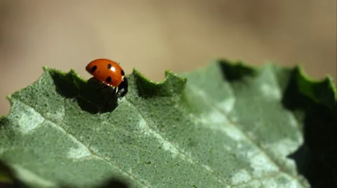 Lady Bird In the wild. Stock Footage 63031429