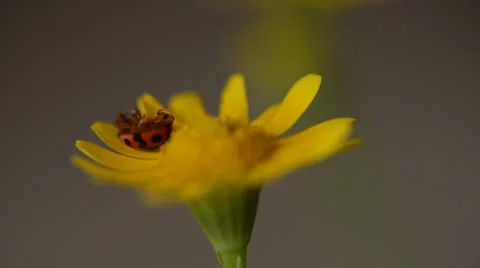Lady bird on a yellow flower macro shot 库存影片 26556076