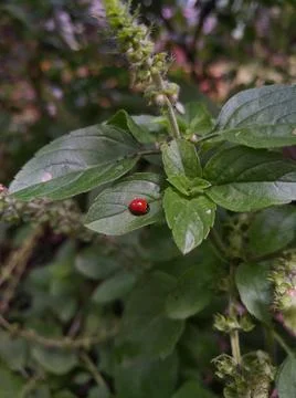 Lady bug on a basil leaf, garden at home. Herbs and bugs. Stock Photos