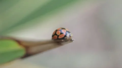 Lady Bug Beetle Stock Footage 11625440