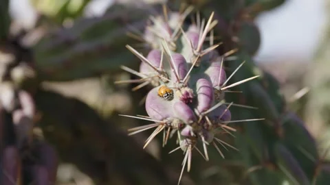 Lady bug on cacti Stock Footage 282741487