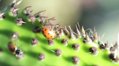 Lady Bug on Cactus up close with Macro lens Stock-Footage 10573187