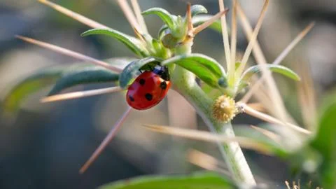 Lady Bug in Cactus Thorns Stock Photos
