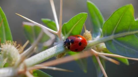 Lady Bug in Cactus Thorns Stock Photos
