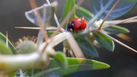 Lady Bug in Cactus Thorns Stock Photos