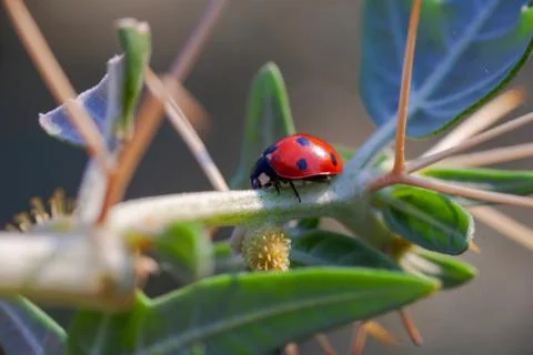 Lady Bug in Cactus Thorns Stock-Fotos