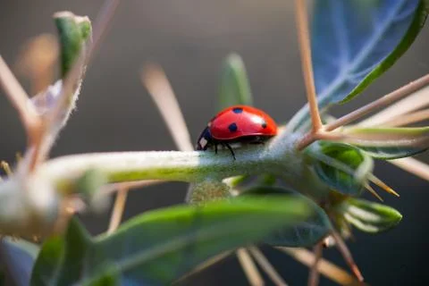 Lady Bug in Cactus Thorns Stock Photos