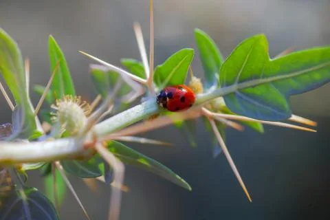 Lady Bug in Cactus Thorns Stock Photos
