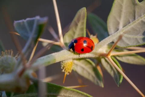 Lady Bug in Cactus Thorns Foto stock