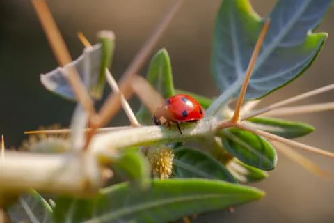 Lady Bug in Cactus Thorns Stock Photos