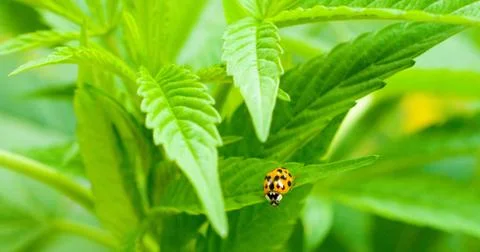 Lady bug on cannabis 4 Stock Photos