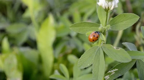 Lady bug climbing on leaves Stock Footage 58731251