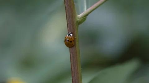 Lady Bug climbs stick Stock Footage 110739185