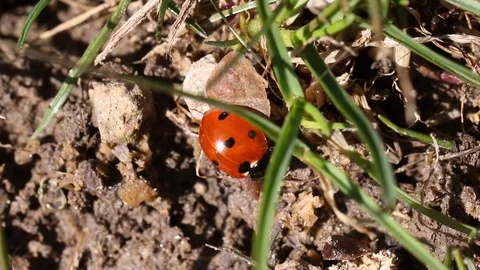 Lady bug close up walking in the garden. Cute insect macro red beetle outdoor in Stock Footage 88106539