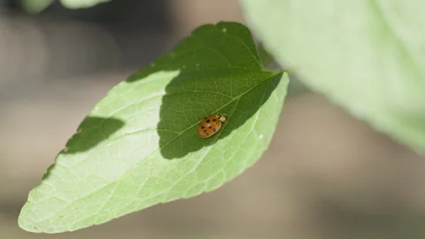 Lady Bug Crawling on Green Leaf, 4K Macro Wildlife Footage Stock Footage 342086327