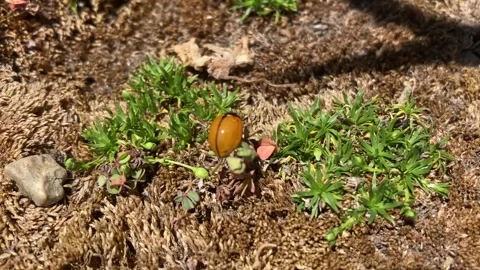 Lady Bug Crawling On Moss 스톡 동영상 311024395