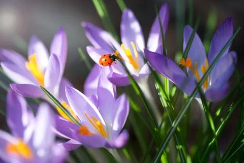 Lady bug on Crocus flowers, spring background Stock Photos