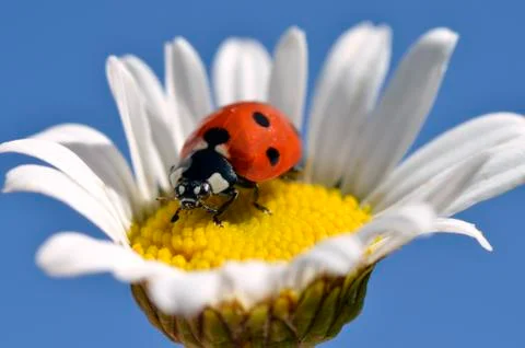 Lady bug on daisy Stock Photos