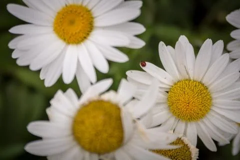 Lady bug on a daisy Stock Photos