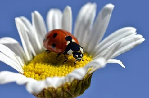 Lady bug on daisy Stock Photos