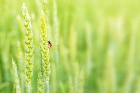Lady bug on ears of wheat Stock Photos