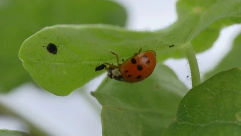 Lady Bug eating an aphid Vidéo 95274709