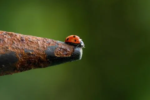 A lady bug at the edge of a gate Stock Photos