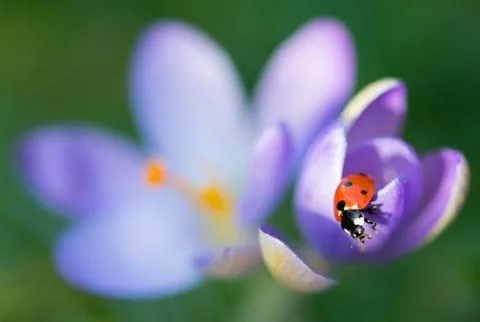Lady bug on first purple spring Crocus flower Stock Photos