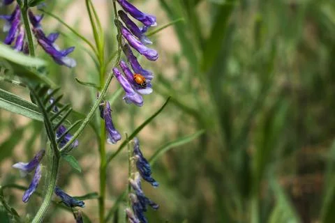 Lady Bug on flower Stock Photos