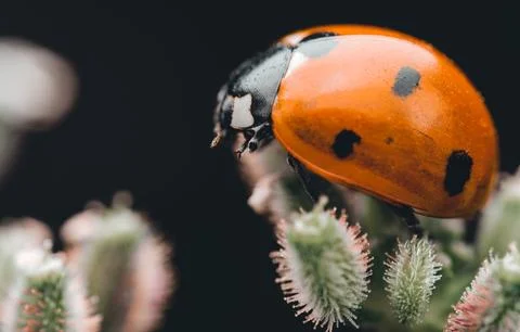 Lady Bug on Flowers Stock Photos