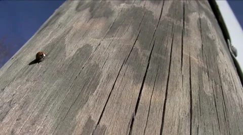 Lady bug Stock Footage 907073