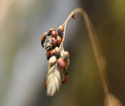 Lady bug Stock Footage 10764597