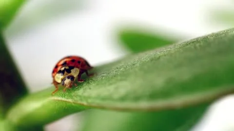 Lady bug Stock Footage 22101589