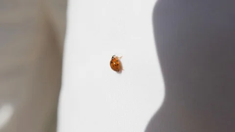 Lady bug Stock Footage 99702817