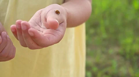 Lady Bug Gril Stock Videos – Royalty-Free HD & 4K Videos | Pond5