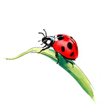 Lady bug on grass Illustrazione stock