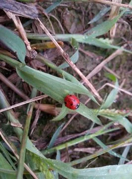 Lady bug on grass Stock Photos