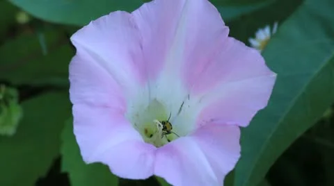 Lady bug in hedge bindweed flower Stock Footage 8850835