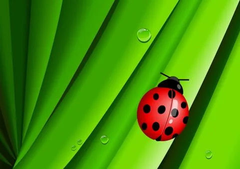 Lady Bug Stock Illustration