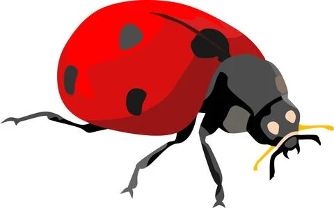 Lady Bug Insect Animal Stock Illustration